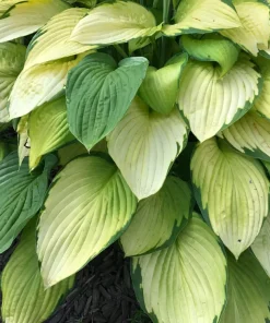 3 Gold Standard Hosta Bare Root Plant - 4 Years Old Perennial Outdoor - Image 1