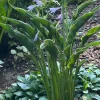 3 Hosta Undulata Albomarginata Bare Root Perennial Shade Plant - Outdoor - Image 1
