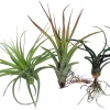 3 Live Tillandsia Air Plants - Bareroot Houseplant Kit for Terrarium & Fairy Garden - Image 1