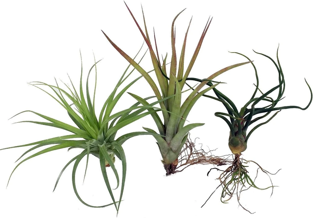 3 Live Tillandsia Air Plants - Bareroot Houseplant Kit for Terrarium & Fairy Garden - Image 1
