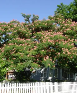 3 Mimosa Tree Starter Plants 12-18in Tall - Live Pink Silk Tree - Image 4