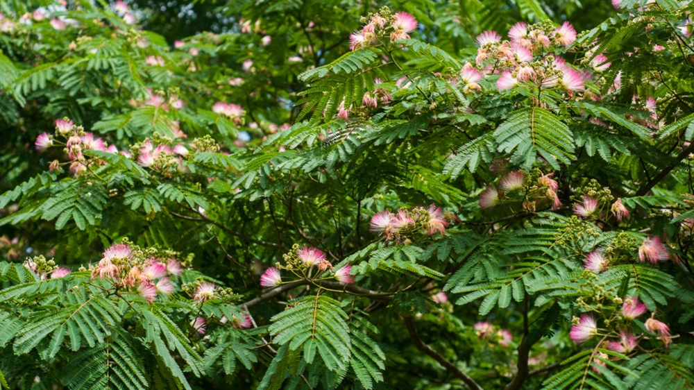 3 Mimosa Tree Starter Plants 12-18in Tall - Live Pink Silk Tree - Image 1