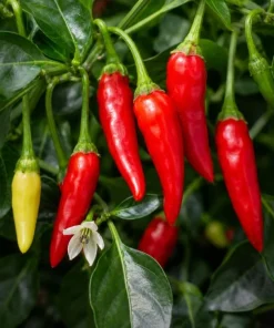 3 Mix Pepper Plants Live for Planting – 3-6 Inch Tall Vegetable Plants for Garden & Containers - Image 2