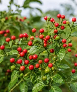 3 Mix Pepper Plants Live for Planting – 3-6 Inch Tall Vegetable Plants for Garden & Containers - Image 4