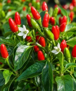 3 Mix Pepper Plants Live for Planting – 3-6 Inch Tall Vegetable Plants for Garden & Containers - Image 5