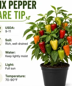 3 Mix Pepper Plants Live for Planting – 3-6 Inch Tall Vegetable Plants for Garden & Containers - Image 6
