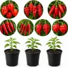 3 Mix Pepper Plants Live for Planting – 3-6 Inch Tall Vegetable Plants for Garden & Containers - Image 1