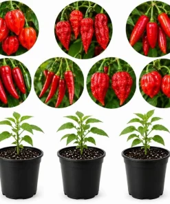 3 Mix Pepper Plants Live for Planting – 3-6 Inch Tall Vegetable Plants for Garden & Containers - Image 1