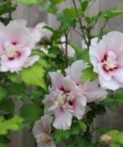 3 Mixed Rose of Sharon Variety Pack Live Plants 8-12in Tall Potted Althea Hibiscus - Image 4