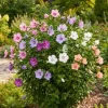 3 Mixed Rose of Sharon Variety Pack Live Plants 8-12in Tall Potted Althea Hibiscus - Image 1