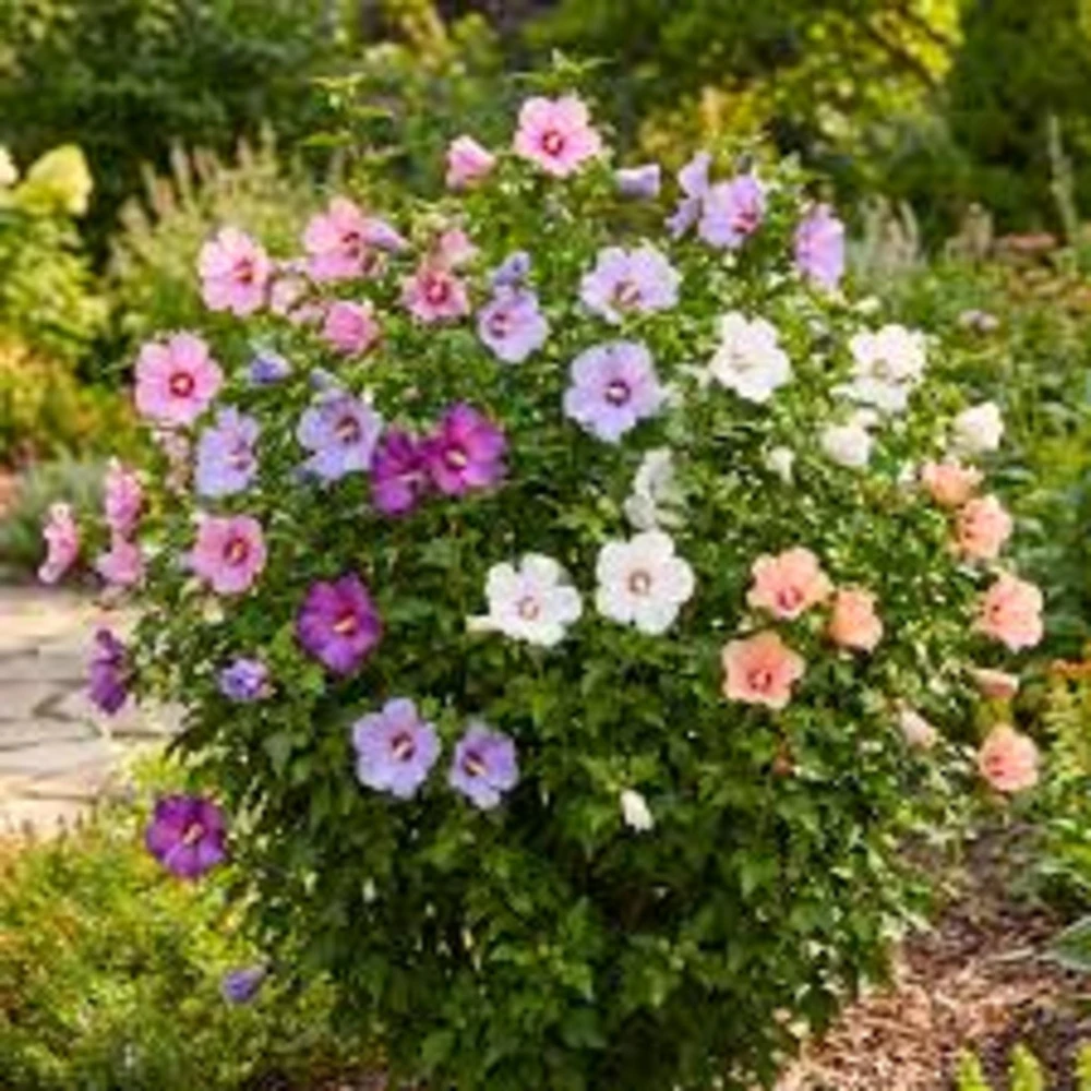 3 Mixed Rose of Sharon Variety Pack Live Plants 8-12in Tall Potted Althea Hibiscus - Image 1