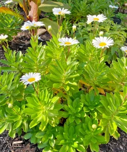 3 Montauk Daisy Live Bare Root Plant – Hardy Perennial – White Flowers - Image 3