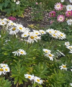 3 Montauk Daisy Live Bare Root Plant – Hardy Perennial – White Flowers - Image 4