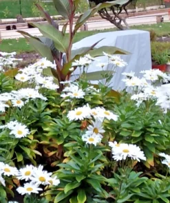 3 Montauk Daisy Live Bare Root Plant – Hardy Perennial – White Flowers - Image 5