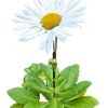 3 Montauk Daisy Live Bare Root Plant – Hardy Perennial – White Flowers - Image 1