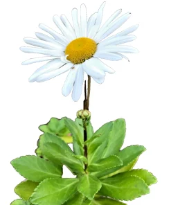 3 Montauk Daisy Live Bare Root Plant – Hardy Perennial – White Flowers - Image 1