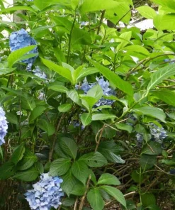3 Nikko Blue Hydrangea Starter Live Plants 6-12