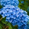 3 Nikko Blue Hydrangea Starter Live Plants 6-12" Tall - Mophead Flower Perennial - Image 1