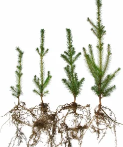 3 Norway Spruce Live Plants - 6-12