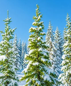 3 Norway Spruce Live Plants - 6-12