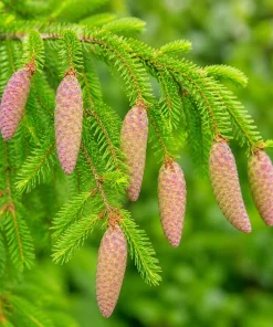 3 Norway Spruce Live Plants - 6-12