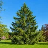 3 Norway Spruce Live Plants - 6-12" Tall - Fast-Growing Evergreen Trees - Image 1