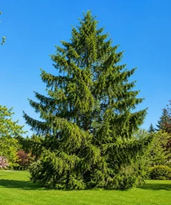 3 Norway Spruce Live Plants - 6-12