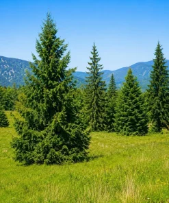 3 Norway Spruce Live Plants - 6-12
