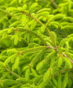 3 Norway Spruce Live Plants - 6-12