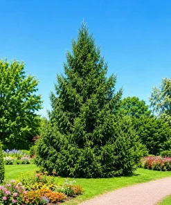 3 Norway Spruce Live Plants - 6-12