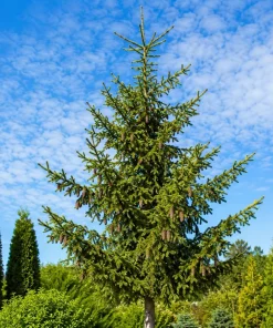 3 Norway Spruce Live Plants - 6-12