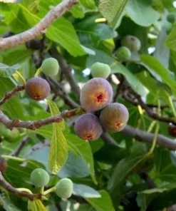 3 Olympian Fig Tree Live Plant Starter Plugs - Cold Hardy Ficus Carica Fruit Tree, Zones 6-11 - Image 2