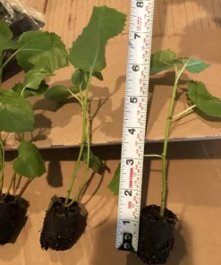 3 Olympian Fig Tree Live Plant Starter Plugs - Cold Hardy Ficus Carica Fruit Tree, Zones 6-11 - Image 3