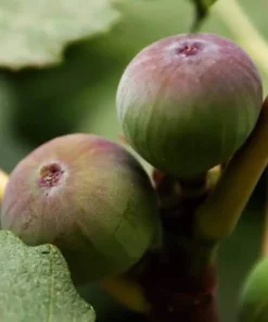3 Olympian Fig Tree Live Plant Starter Plugs - Cold Hardy Ficus Carica Fruit Tree, Zones 6-11 - Image 4