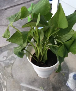3 Organic Okinawa Purple Sweet Potato Plants - Live Slips for Planting - Image 10