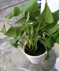 3 Organic Okinawa Purple Sweet Potato Plants - Live Slips for Planting - Image 4