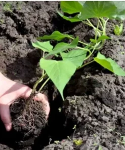 3 Organic Okinawa Purple Sweet Potato Plants - Live Slips for Planting - Image 6