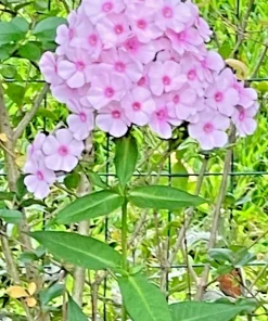 3 Pink Tall Phlox Bare Root Plant - Perennial Outdoor Flower - Image 2