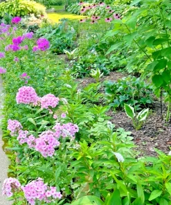 3 Pink Tall Phlox Bare Root Plant - Perennial Outdoor Flower - Image 3