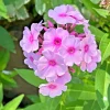 3 Pink Tall Phlox Bare Root Plant - Perennial Outdoor Flower - Image 1