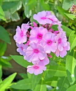 3 Pink Tall Phlox Bare Root Plant - Perennial Outdoor Flower - Image 1