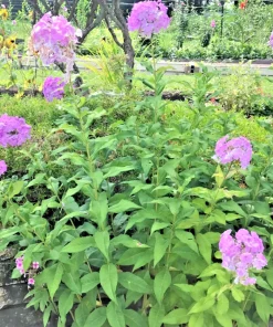 3 Pink Tall Phlox - Perennial Bare Root Live Garden Plant - Outdoor - Image 2