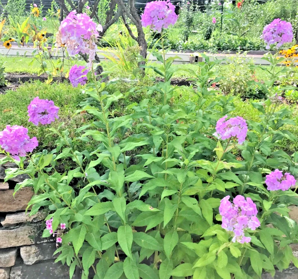 3 Pink Tall Phlox - Perennial Bare Root Live Garden Plant - Outdoor - Image 2