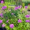 3 Pink Tall Phlox - Perennial Bare Root Live Garden Plant - Outdoor - Image 1