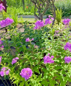 3 Pink Tall Phlox - Perennial Bare Root Live Garden Plant - Outdoor - Image 1