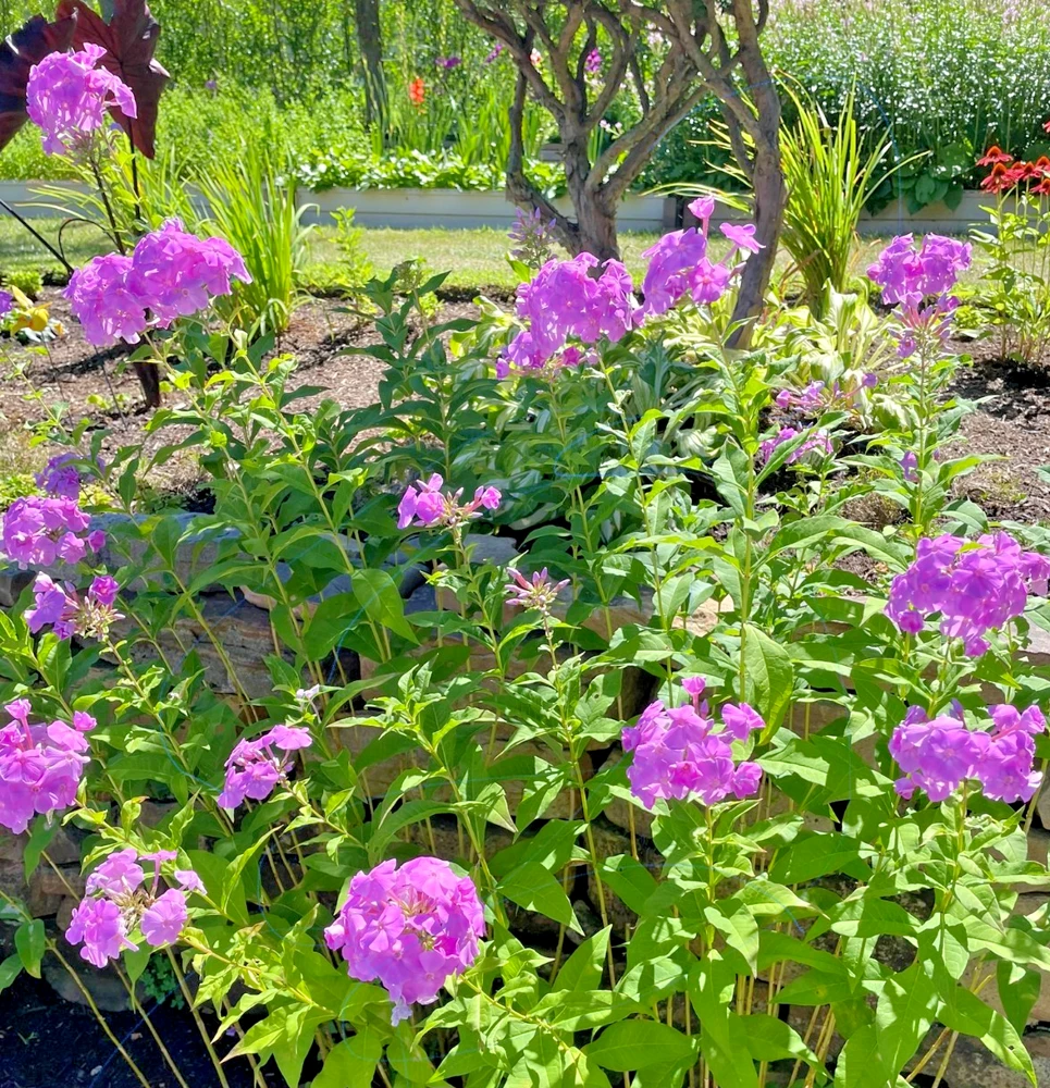 3 Pink Tall Phlox - Perennial Bare Root Live Garden Plant - Outdoor - Image 1