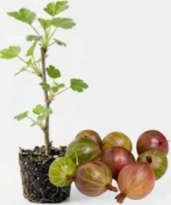 3 Pixwell Gooseberry Starter Plant - Live Fruit Bush - Sweet Purple Berry 4-8in - Image 2