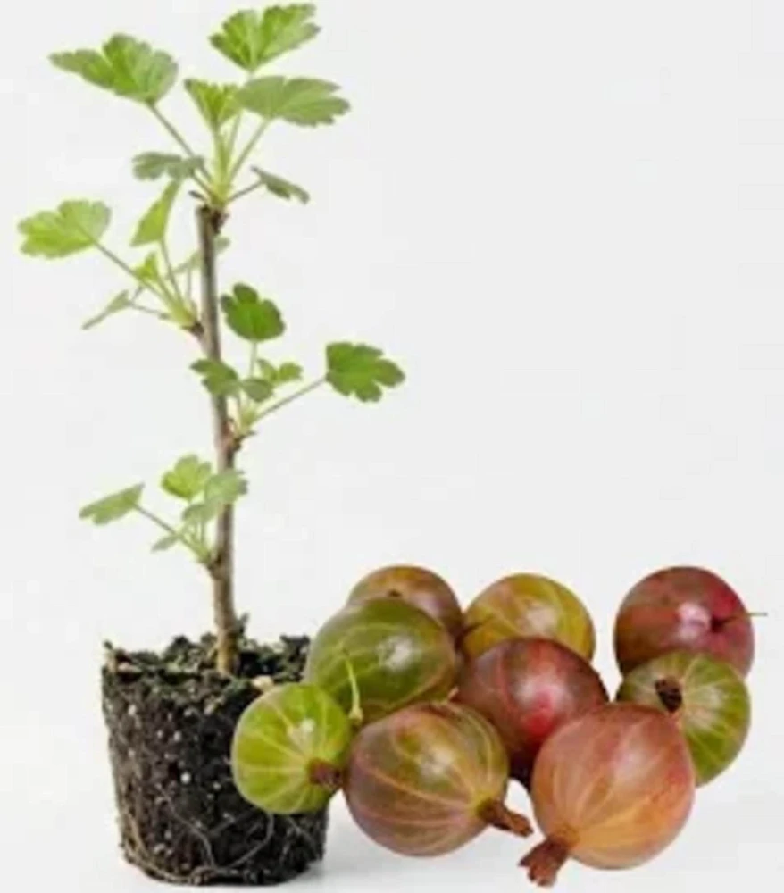 3 Pixwell Gooseberry Starter Plant - Live Fruit Bush - Sweet Purple Berry 4-8in - Image 2
