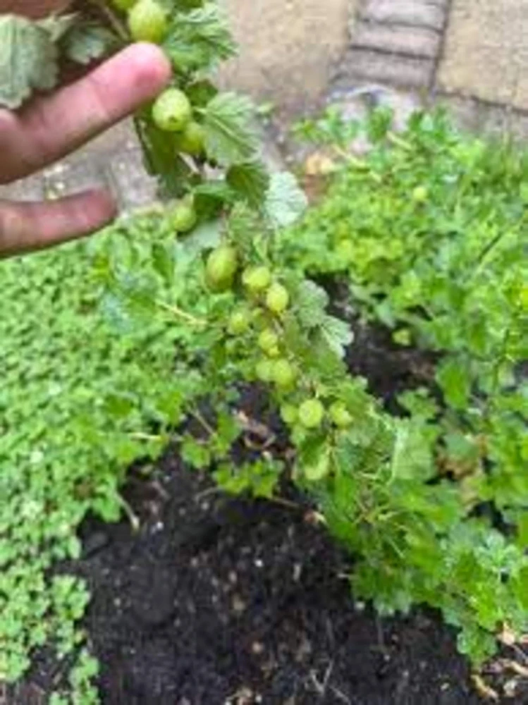 3 Pixwell Gooseberry Starter Plant - Live Fruit Bush - Sweet Purple Berry 4-8in - Image 3