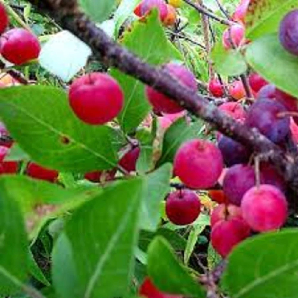 3 Pixwell Gooseberry Starter Plant - Live Fruit Bush - Sweet Purple Berry 4-8in - Image 4